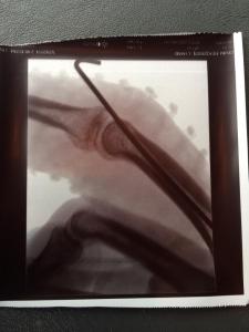 1010076_10202344541429431_1883791917_n