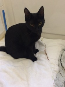 Geddy, looking pretty good after his trip through our heating system.